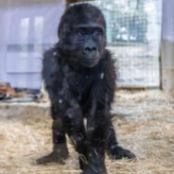 Havalimanında ele geçirilmişti... Yavru goril "Zeytin" Türkiye'de kalacak