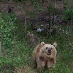 İlk defa drone g&ouml;ren ayının o anlar g&uuml;ld&uuml;rd&uuml;