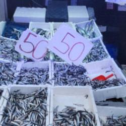 Karadeniz hamsisi tezgahları doldurdu: Kilosu 50 lira