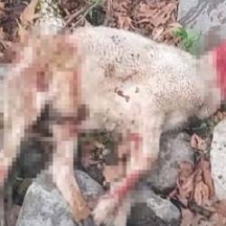 Manisa&rsquo;da k&ouml;pekler s&uuml;r&uuml;ye saldırdı: 3 koyun telef oldu