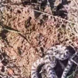 Mantar ararken engerek yılanına denk gelen adam şoka uğradı!