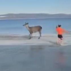 Salda Gölü'ne inen kızıl geyik vatandaşları kovaladı! O anlar kamerada
