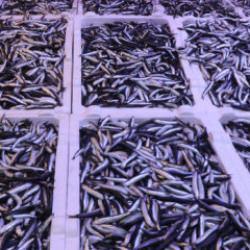 Rize'de balık tezgahlarında hamsi bolluğu yaşanıyor