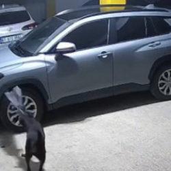 Trabzon’da 3 köpek, SUV marka aracı parçaladı