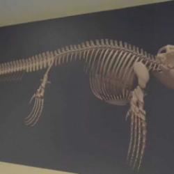 T&uuml;rkiye&rsquo;de ortaya &ccedil;ıktı: 65 milyon yıllık deniz dinozoru