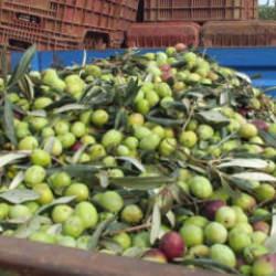 Yeşil zeytin hasadı başladı! Kilosu 80 lira