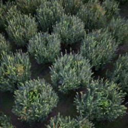 Çiftçinin bir yıllık emeği çöp oldu! 10 dönüm tarlada 2 kasa ürün çıktı