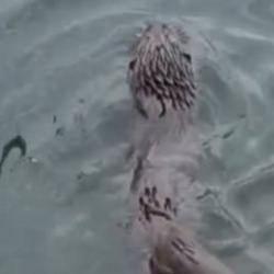  K&uuml;&ccedil;&uuml;k&ccedil;ekmece'de su samuru g&ouml;r&uuml;nt&uuml;lendi