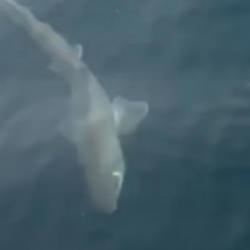 Bursa'da balık&ccedil;ıların oltasına k&ouml;pek balığı takıldı! 