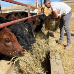 Bakanlık desteğiyle başlamıştı: Hedefi 150 baş hayvan!