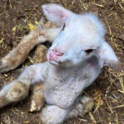 Besicinin belini büken hastalık: 4 günde 400 bin TL zarar etti!