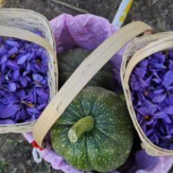 &Ccedil;orum'da Safran Hasat Şenliği yapıldı