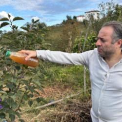 Kahverengi kokarca zararlısına karşı doğal çözüm