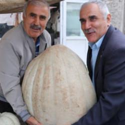 Devasa kabağın kilosunu öğrenince sevinçten havalara uçtu