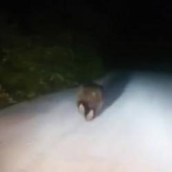 Karabük'te yolda koşan ayı kamerada