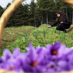 Kilosu 600 bin TL! AB tescilli safranın hasadı sürüyor