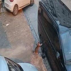 Mahallenin kedisi öyle bir şey yaptı ki... "Esenyurt'un kedisi bile belalı"