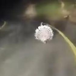 Menteşe’de oklu kirpiler kamerada