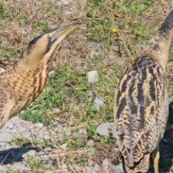 Nesli t&uuml;kenme tehlikesi altında olan G&uuml;ney Amerika balabanı Artvin'de g&ouml;r&uuml;ld&uuml;