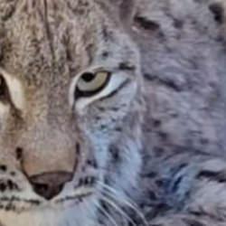 Su kanalına düşen vaşak kurtarılıp, bakıma alındı