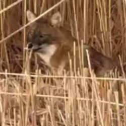 Sultan Sazlığı Milli Parkı’nda çakal görüntülendi 