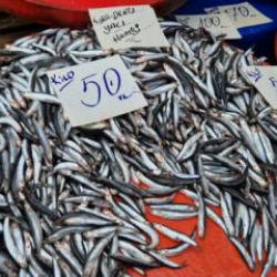 Tekirdağ'da hamsinin kilosu 50 liraya kadar düştü