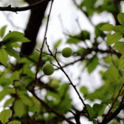 Trabzon'da üreticilere ücretsiz 5 bin 300 meyve fidanı dağıtıldı