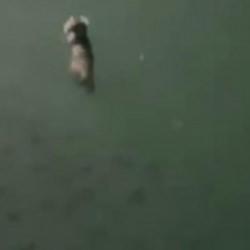 Tunceli'de su samuru g&ouml;r&uuml;nt&uuml;lendi