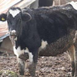 Bolu&rsquo;da 18 k&ouml;y ve 4 mahallede şap karantinası