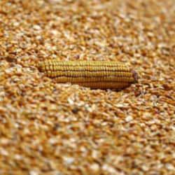 Arpa ve mısır ithalatında tarife kontenjanları 1 milyon ton olarak yeniden belirlendi