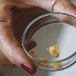 Balık kılçığı yüksek kaliteli kolajene dönüştürüldü