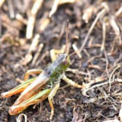 Bilim insanları Karadeniz’de yeni bir çekirge türü keşfetti