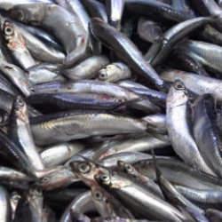 Denize kıyısı olmayan şehirde hamsinin kilosu 50 TL&rsquo;ye d&uuml;şt&uuml;, vatandaş poşet poşet aldı