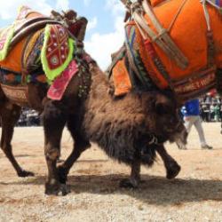 Denizli'de deve güreşleri 'şap hastalığına' takıldı