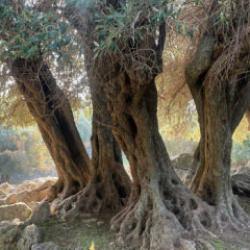 D&uuml;nyada sadece 4 &uuml;lkede yetişiyor biri T&uuml;rkiye&rsquo;de! Gizemi hala &ccedil;&ouml;z&uuml;lemedi