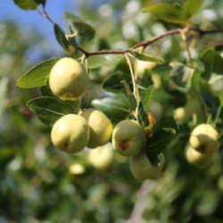 Edirne'de çiftçiler küçük arazilerini yüksek gelirli hünnap üretimiyle değerlendiriyor