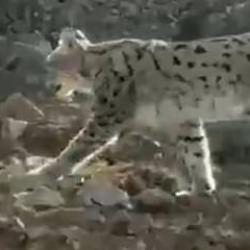 Kazan Vadisi'nde nefes kesen karşılaşma kamerada