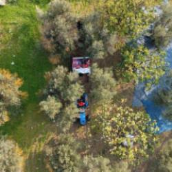 Hasat başladı! Marmarabirlik'ten 70 bin tonluk alım hedefi