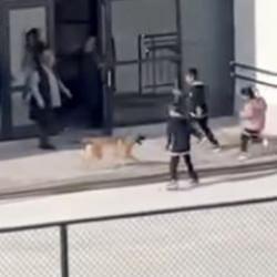 İlkokulda başıboş köpek paniği: O anlar kamerada