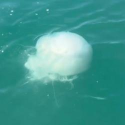 İskenderun&rsquo;da zehirli denizanası pop&uuml;lasyonu ve zehirlenme vakaları arttı