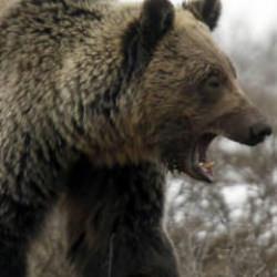 Japonya 'ayılar' i&ccedil;in asker g&ouml;nderiyor! &Uuml;lke alarma ge&ccedil;ti