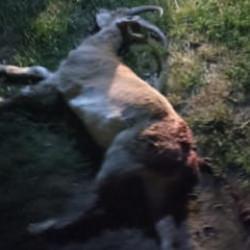 Konya'da kaçak yaban keçisi avına ocak söndüren ceza!