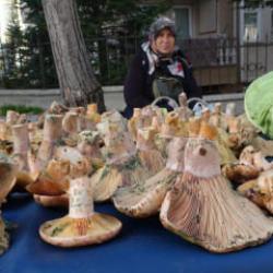 Kütahya'da 'Melki' bereketi