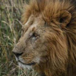 Maddi yetersizlik nedeniyle aslanlar öldürüldü