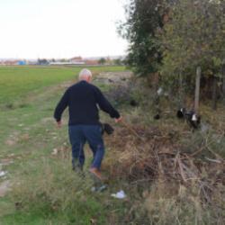 Mahalleliyi &ccedil;oban yapan olay: Başıboş k&ouml;peklerle başları dertte! Her g&uuml;n n&ouml;bet tutuyorlar