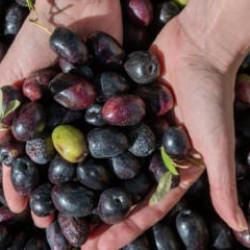 Marmarabirlik'ten yeni karar: Kota uygulaması kaldırıldı!