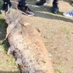 Oltaya takılan 50 kiloluk dev balık şaşırttı