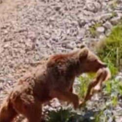 Serengeti değil Tunceli: Ayının geyik avı drone kamerasında 