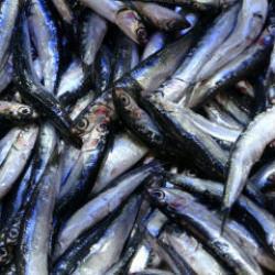 Tezgahlarda hamsi bolluğu