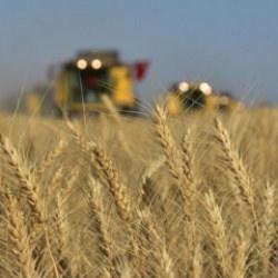 TMO'dan arpa ve mısır ithalatında tarife kontenjanı düzenlemesine ilişkin açıklama: